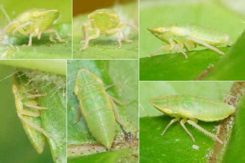 Réf. 322 201 : Aphrodes sp.